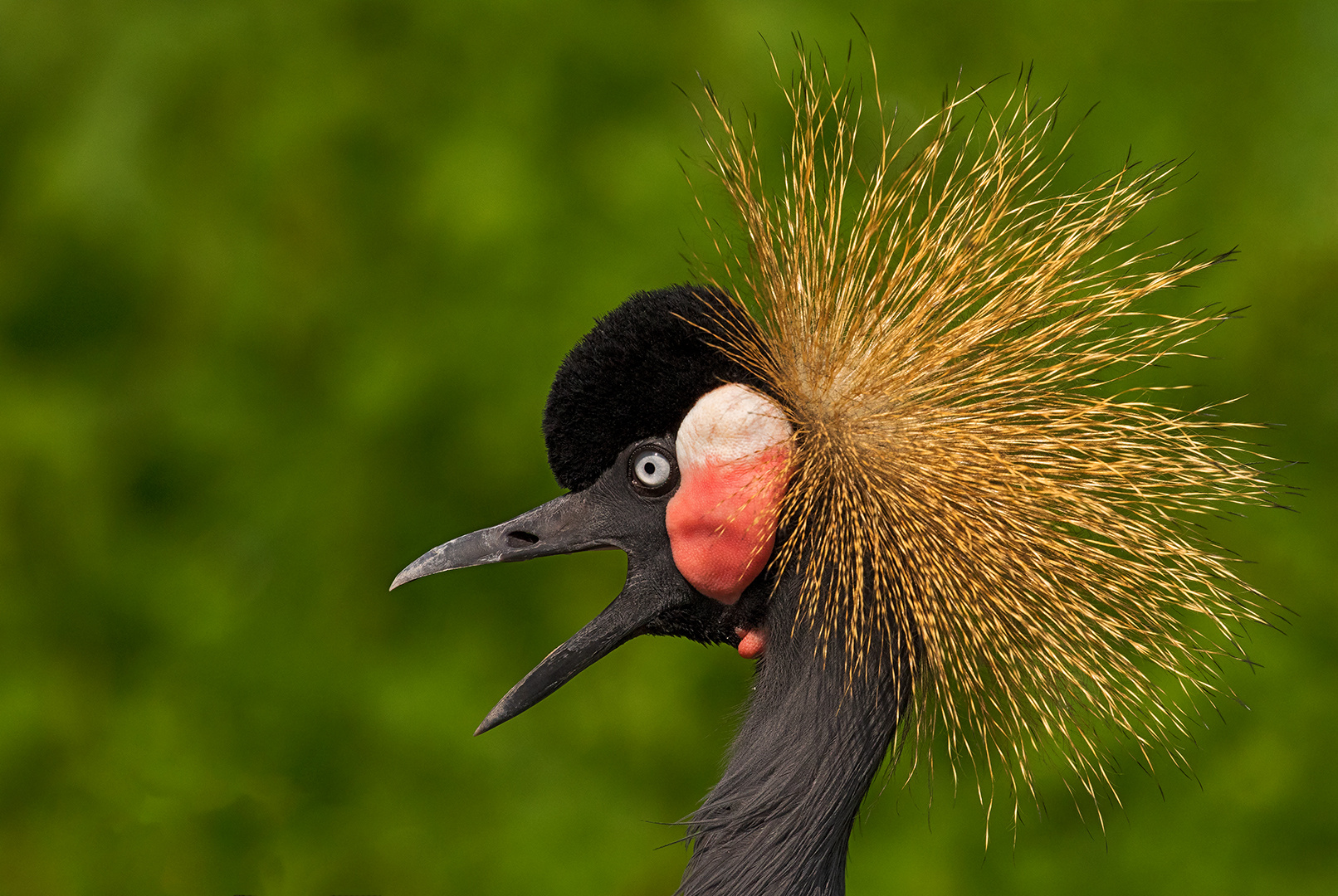 Kronenkranich Portrait 