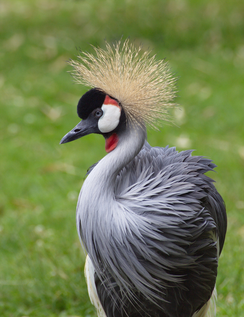 Kronenkranich Portrait