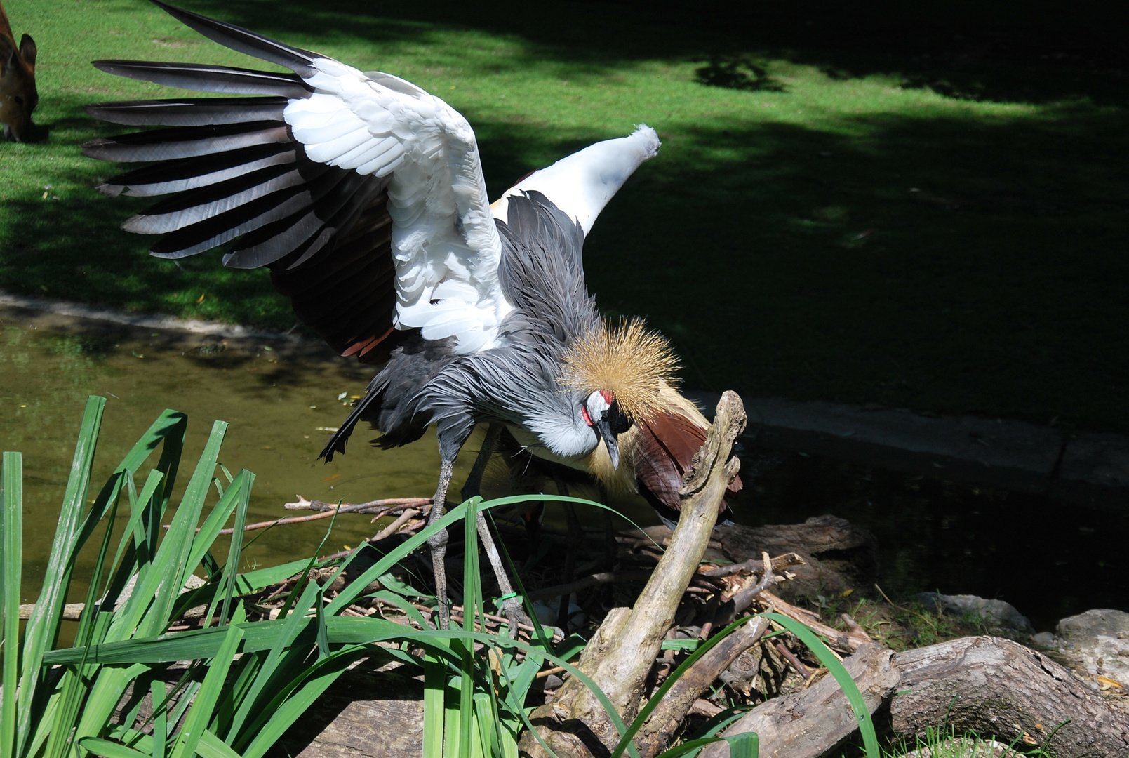 Kronenkraniche / African Crowned Cranes