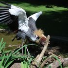 Kronenkraniche / African Crowned Cranes