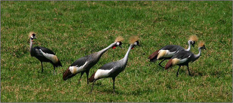 kronenkraniche/ crowned crane (balearica pavonina)