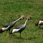 kronenkraniche/ crowned crane (balearica pavonina)