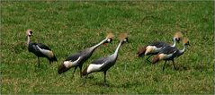 kronenkraniche/ crowned crane (balearica pavonina)