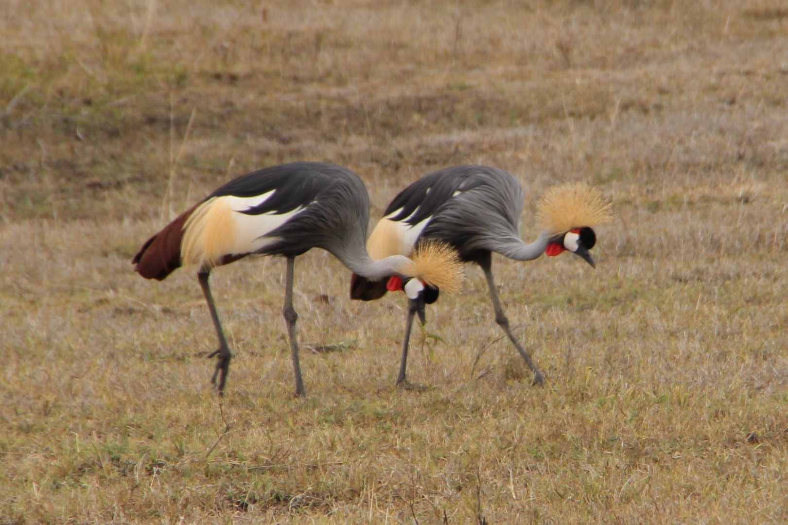 Kronenkraniche  -  Crowned Cranes