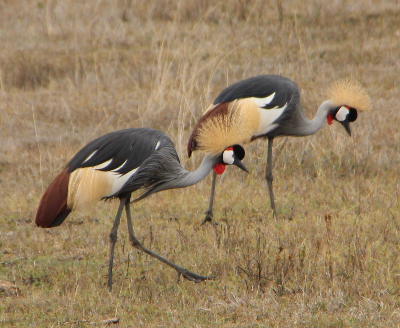 Kronenkraniche - Crowned Cranes