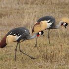 Kronenkraniche - Crowned Cranes