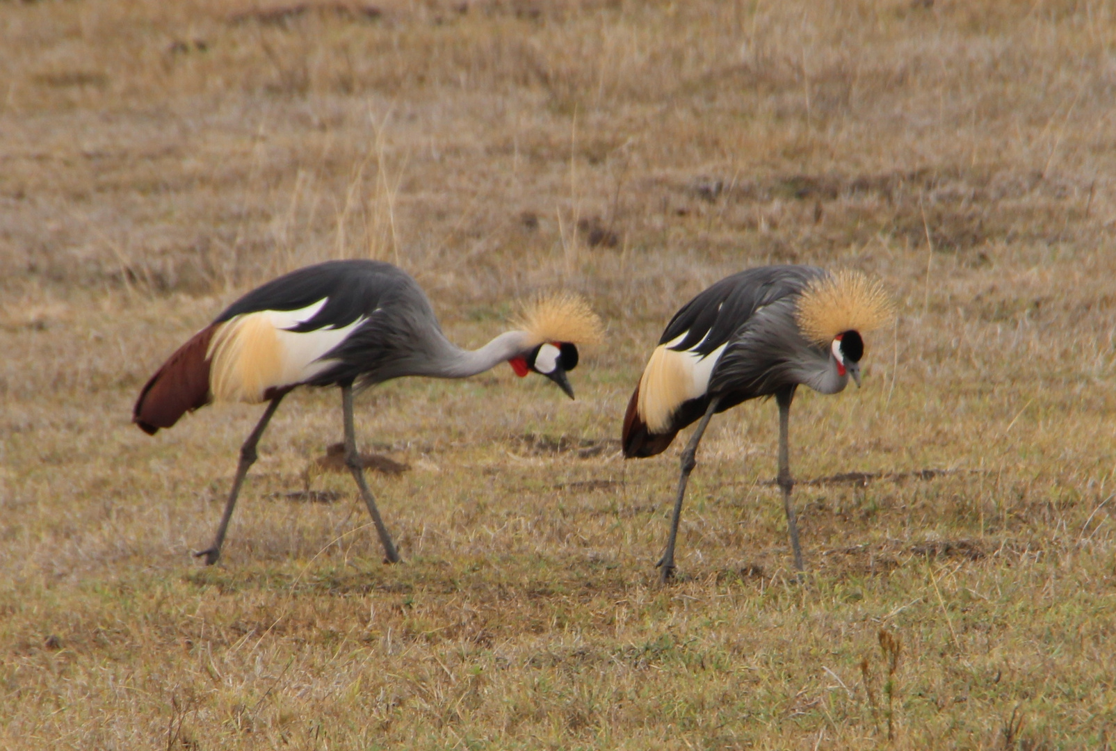 Kronenkraniche  -  Crowned Cranes