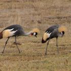 Kronenkraniche  -  Crowned Cranes