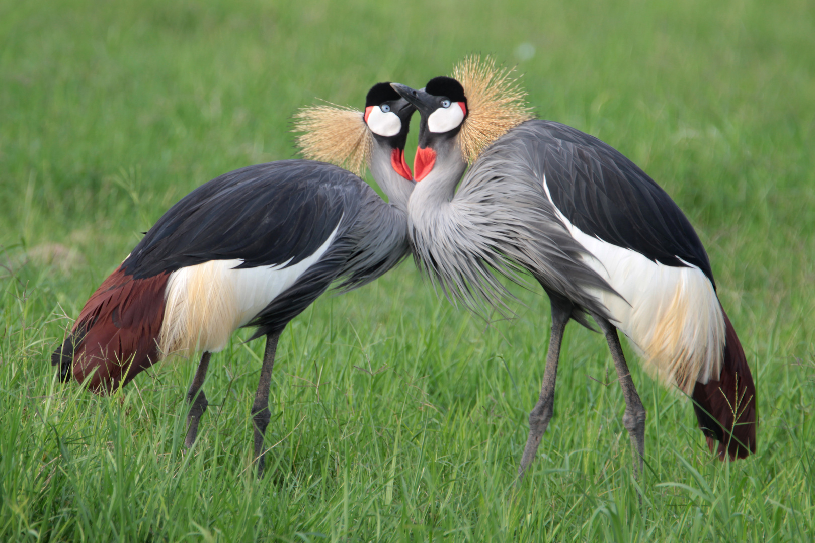 Kronenkraniche im Nationalpark Amboseli (Kenia)