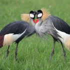 Kronenkraniche im Nationalpark Amboseli (Kenia)