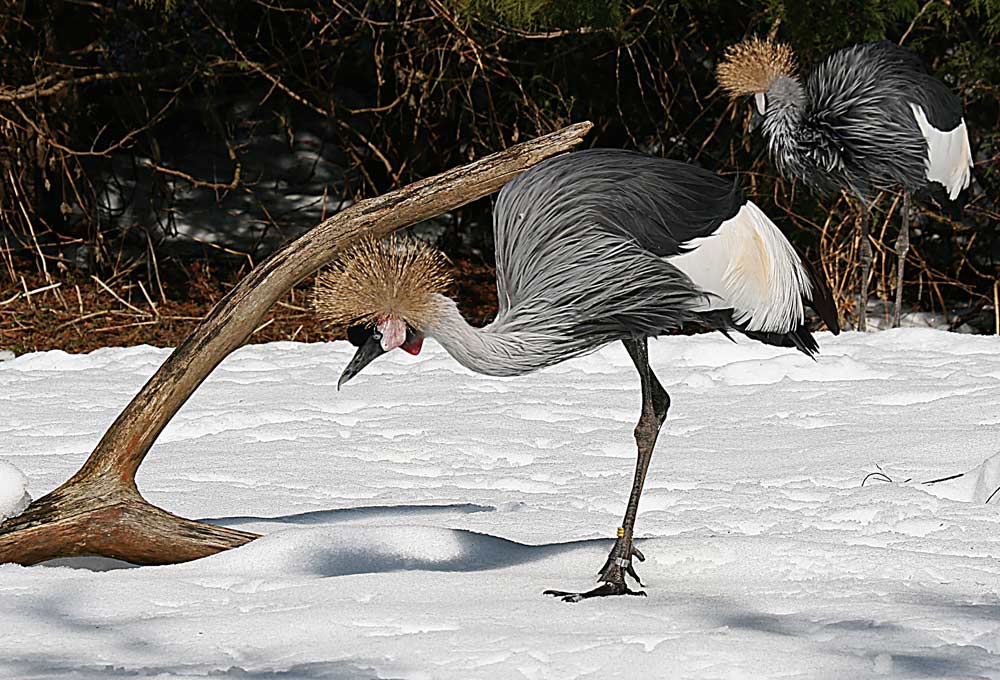 KRONENKRANICHE IM SCHNEE