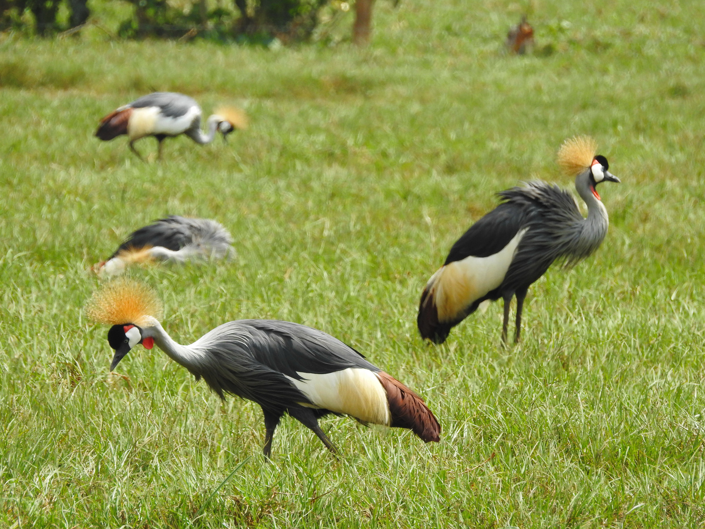 Kronenkraniche in Uganda