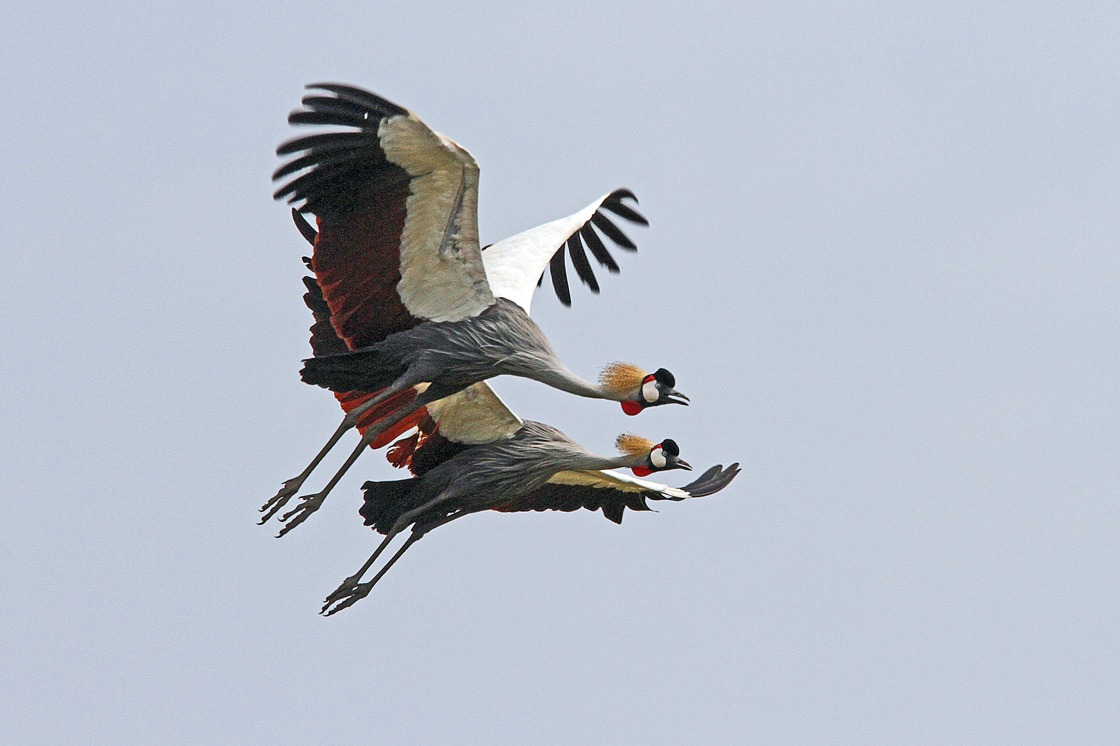 Kronenkraniche, Uganda