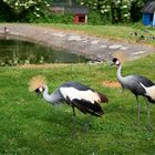 Kronenkraniche  Vogelpark Bobenheim-Roxheim