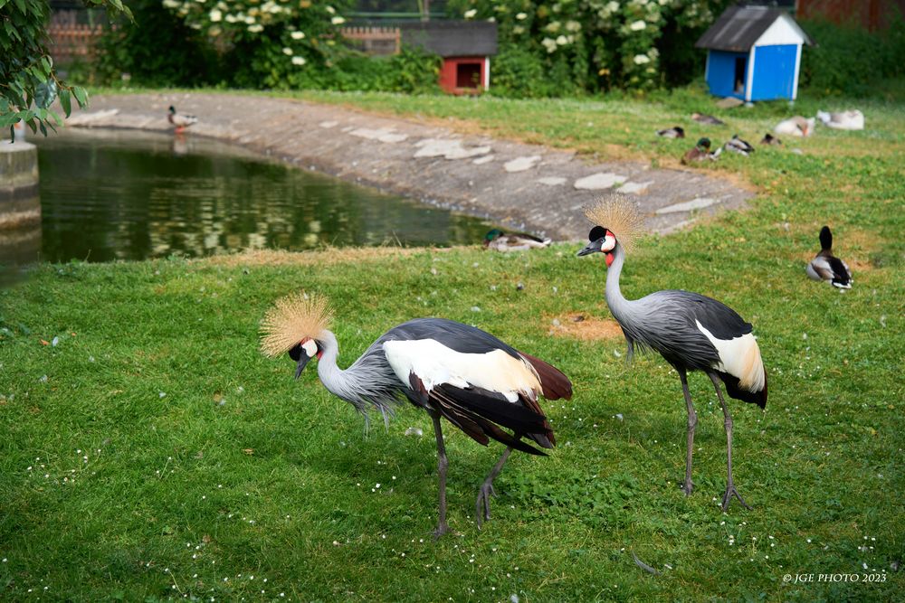 Kronenkraniche  Vogelpark Bobenheim-Roxheim