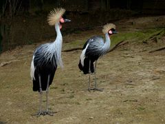 Kronenkraniche (Zoo Neuwied)