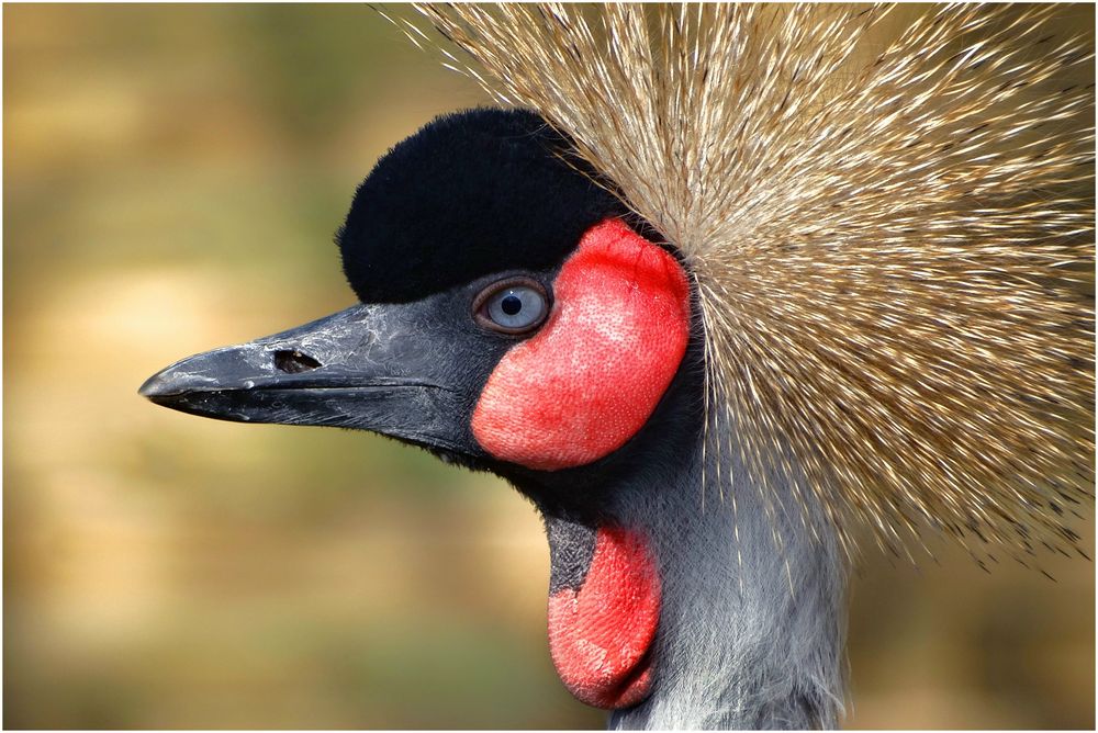 Kronenkranichkopf (Zoo Neuwied)