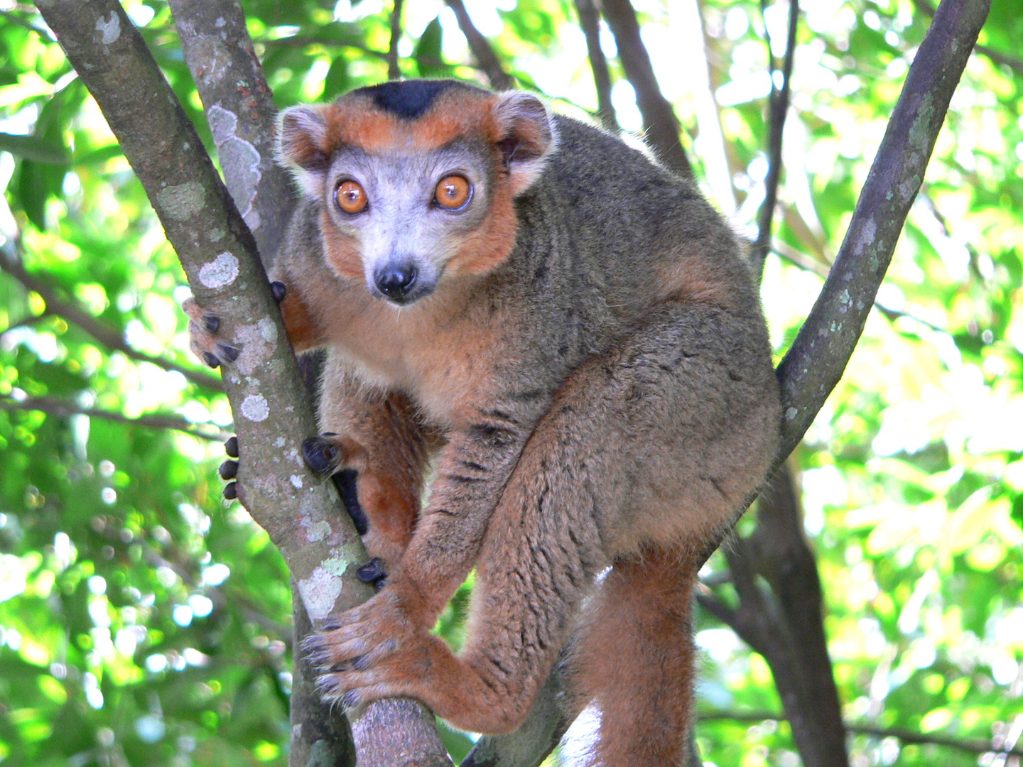 Kronenlemur