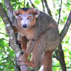 Kronenlemur