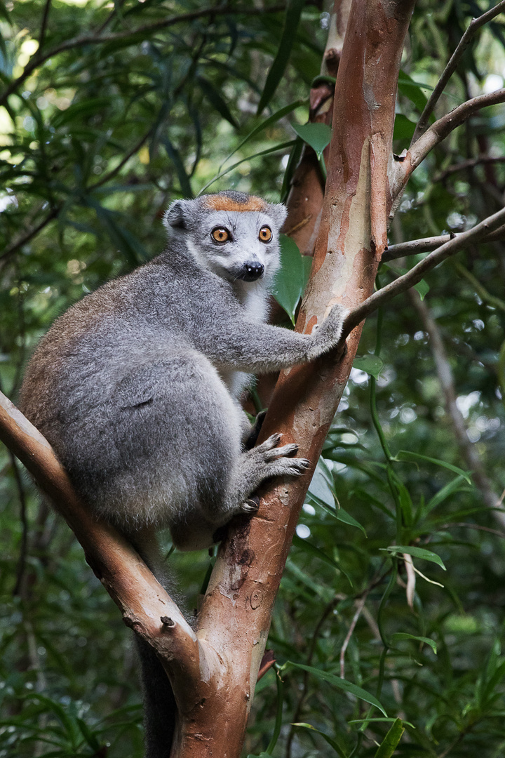 Kronenlemur Weibchen