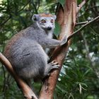 Kronenlemur Weibchen