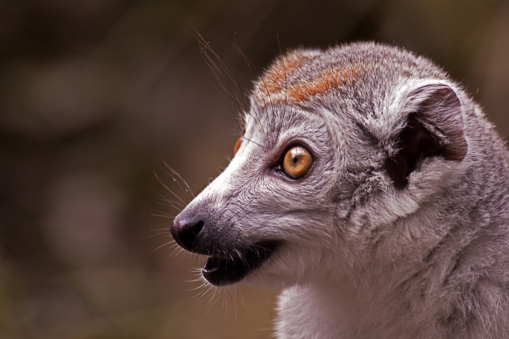 Kronenmaki (Eulemur coronatus)