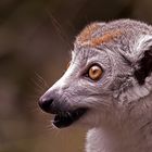 Kronenmaki (Eulemur coronatus)