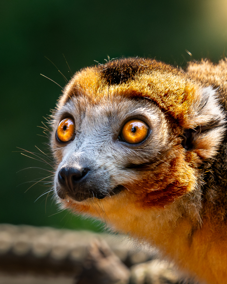 Kronenmaki im Zoo Leipzig