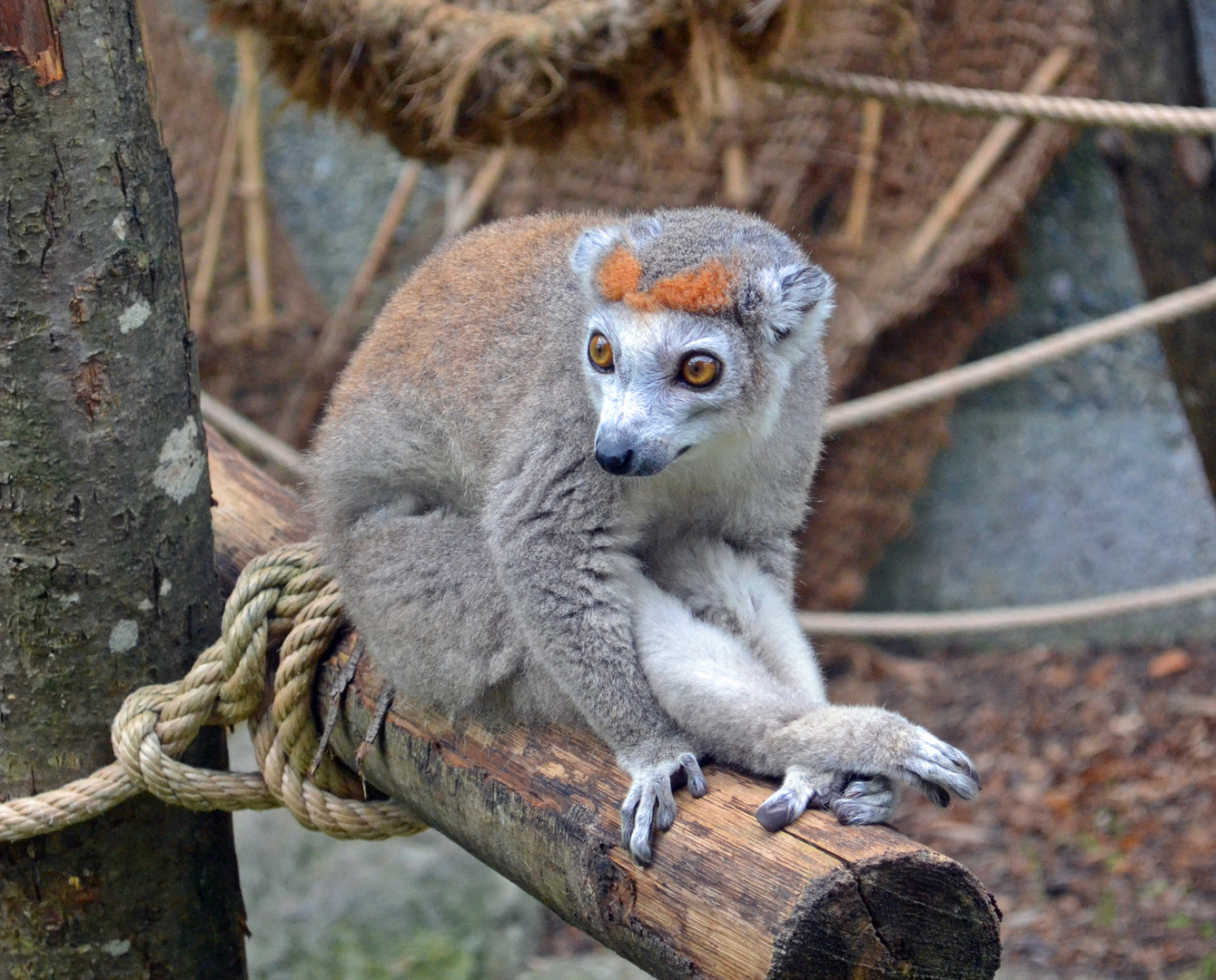 Kronenmaki im Zoo Mulhouse