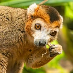 Kronenmaki - kleiner Snack