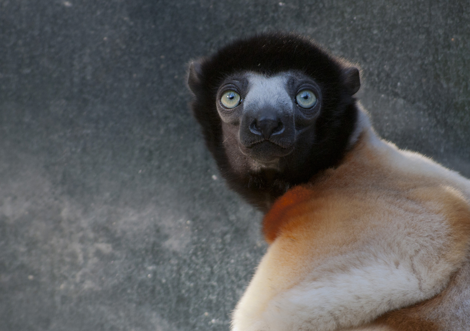 Kronensifaka