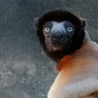 Kronensifaka