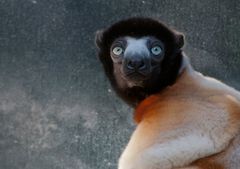 Kronensifaka