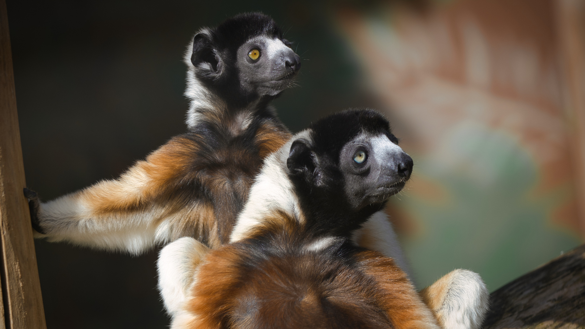 Kronensifakas