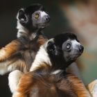 Kronensifakas