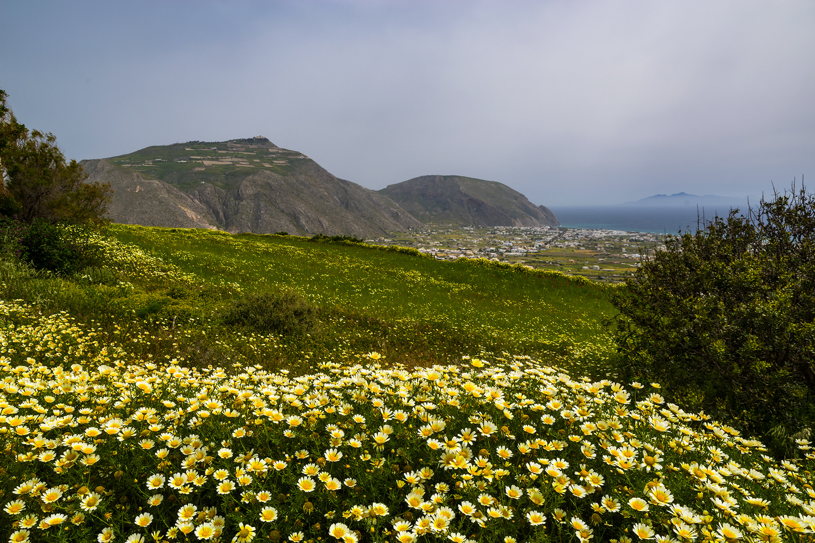 Kronenwucherblume 