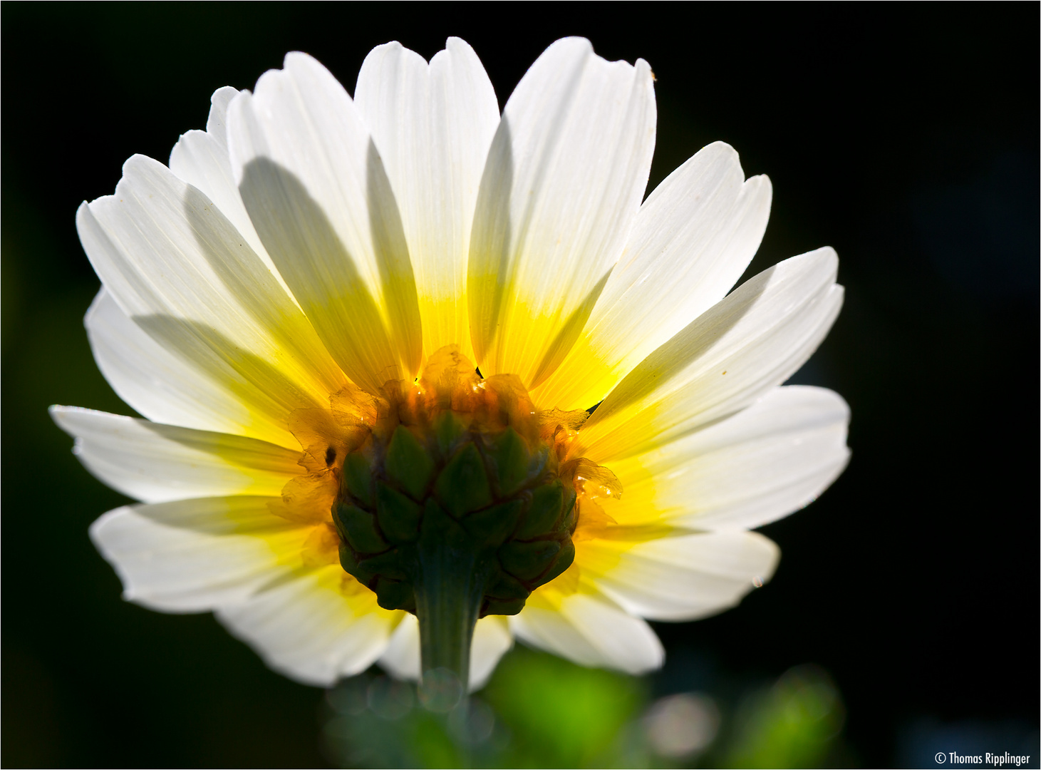 Kronenwucherblume (Glebionis coronaria) ......