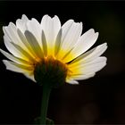 Kronenwucherblume (Glebionis coronaria) .....