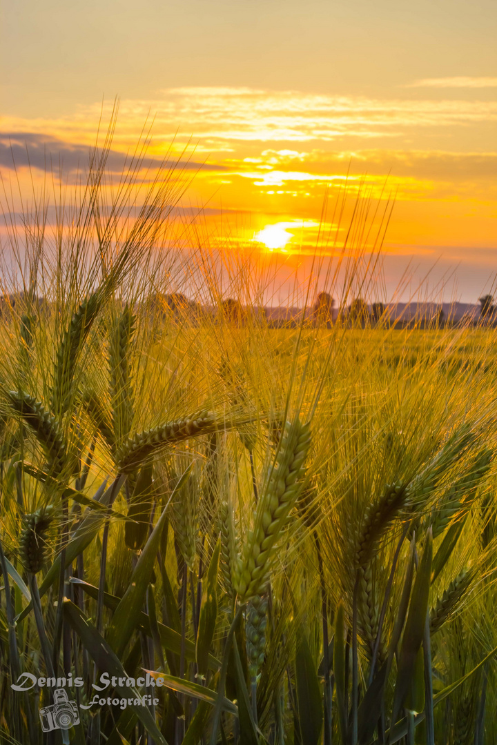 Kronfeld bei Sonnenaufgang III