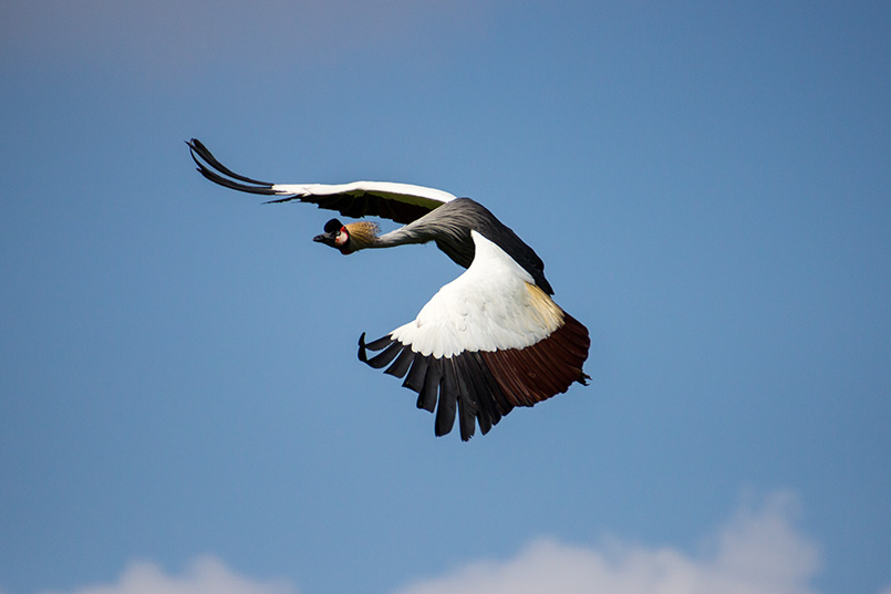 Kronkranich im Flug