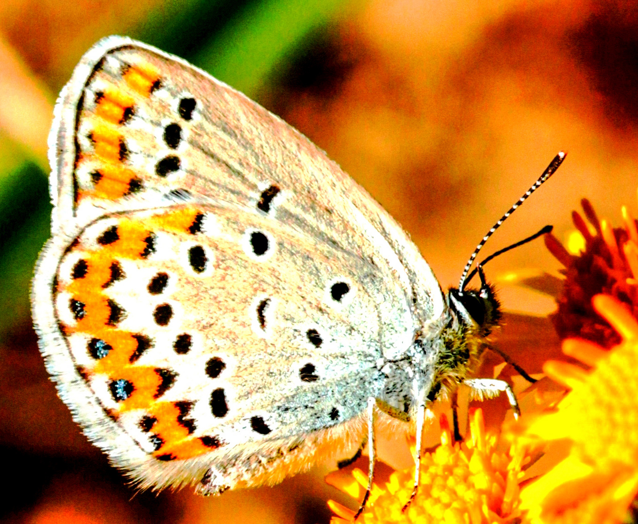 Kronwicken-Bläuling (Plebejus argus)