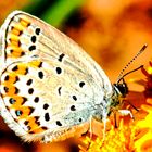 Kronwicken-Bläuling (Plebejus argus)