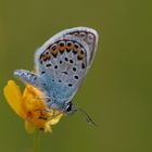 Kronwicken-Bläuling (Plebejus argyrognomon)