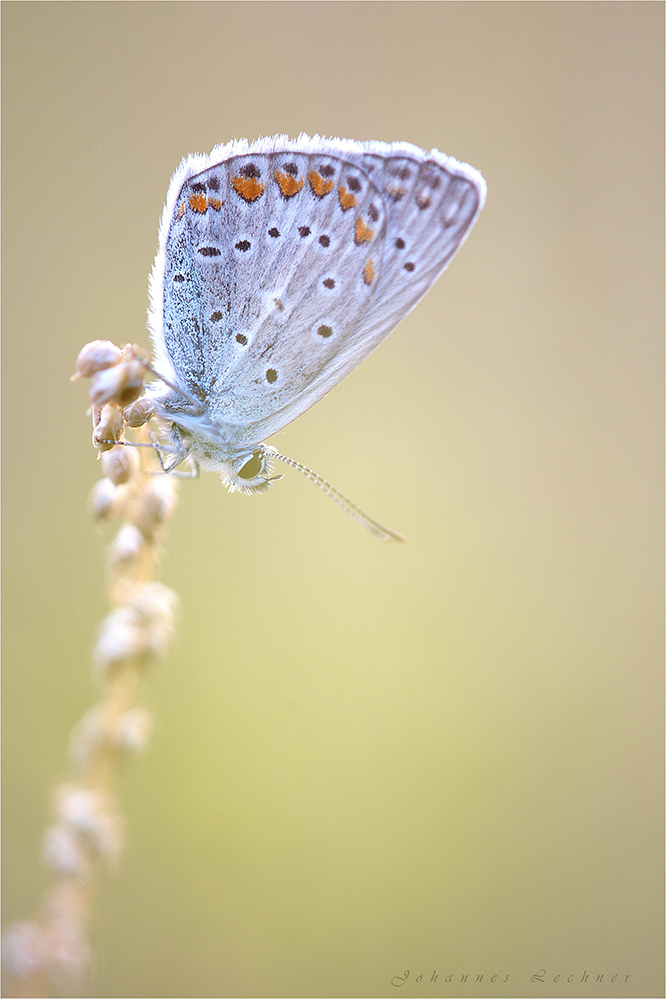 Kronwicken-Bläuling (Plebejus argyrognomon) #2