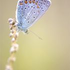 Kronwicken-Bläuling (Plebejus argyrognomon) #2