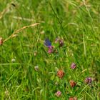 Kronwicken-Bläuling (Plebejus argyrognomon)