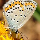 Kronwicken-Bläuling (Plebejus argyrognomon)