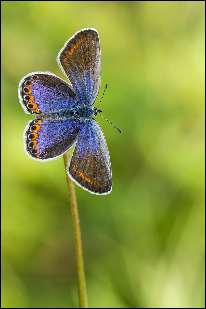 Kronwicken-Bläuling (Plebejus argyrognomon)