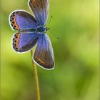 Kronwicken-Bläuling (Plebejus argyrognomon)