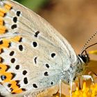 Kronwicken-Bläuling (Plebejus argyrognomon)